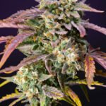 Purple Punch Og Xl Auto Autoflower By Sweet Seeds