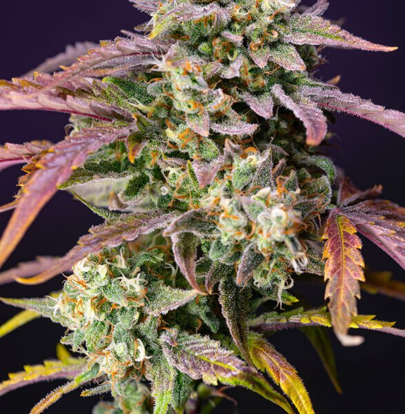 purple-punch-og-xl-auto-3-1-seeds.jpg Purple Punch Og Xl Auto Autoflower By Sweet Seeds - Image 1
