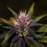 Purplediol Auto Cbd Autoflower By Elite Seeds