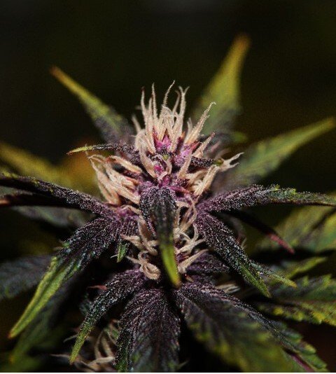 purplediol-auto-cbd-3-seeds.jpg Purplediol Auto Cbd Autoflower By Elite Seeds - Image 1
