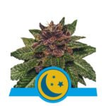 Purplematic Cbd Autoflower By Royal Queen Seeds