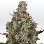 Rainbow Road Feminized By Paradise Seeds
