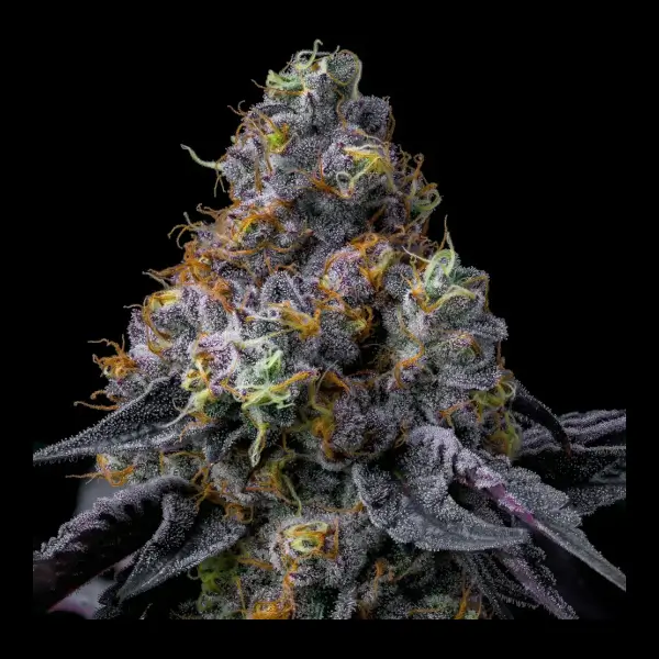 rainbow-sherbet-3-seeds Rainbow Sherbet Feminized By Barneys Farm - Image 1