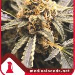 Recovery Cbd Feminized By Medical Seeds