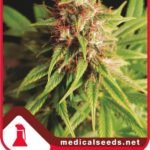 Red Cross Cbd Feminized By Medical Seeds