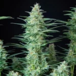 Red Dwarf Auto Autoflower By Buddha Seeds