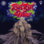 Red Red Wine Feminized By Perfect Tree