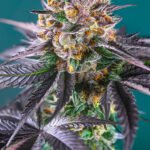 Red Strawberry Banana Auto Autoflower By Sweet Seeds