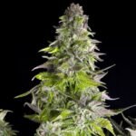 Romulan Feminized By Pyramid Seeds