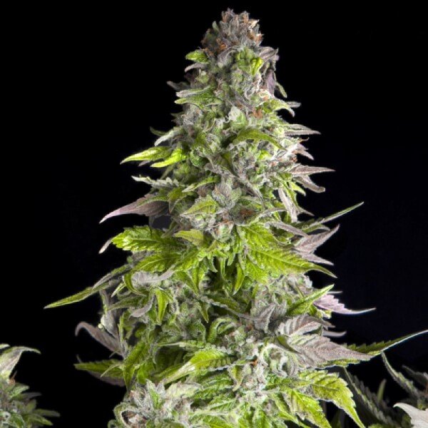 romulan-5-seeds.jpg Romulan Feminized By Pyramid Seeds - Image 1