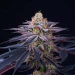 Rotten Apple Feminized By Perfect Tree