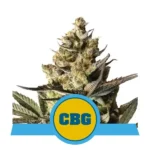 Royal Cbg Auto Autoflower By Royal Queen Seeds
