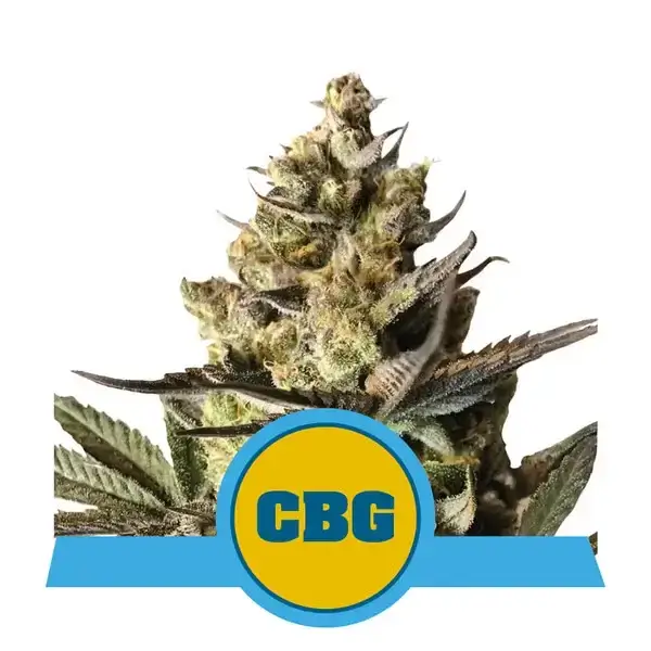 royal-cbg-auto-3-seeds-1.webp Royal Cbg Auto Autoflower By Royal Queen Seeds - Image 1