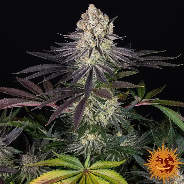 runtz-1-seed Runtz Feminized By Barneys Farm - Image 1
