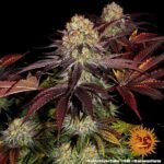 Runtz X Layer Cake Feminized By Barneys Farm