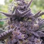 Safety Meeting Regular By Jinxproof Genetics