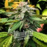 Scott Og Feminized By Blimburn Seeds