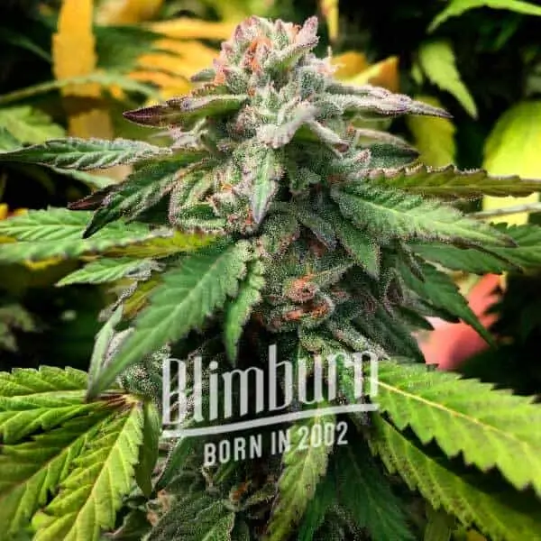 scott-og-3-seeds Scott Og Feminized By Blimburn Seeds - Image 1