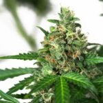 Sensi Amnesia Autoflower By Sensi Seeds