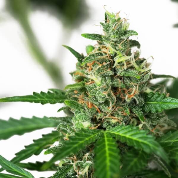 sensi-amnesia-31-seeds.jpg Sensi Amnesia Autoflower By Sensi Seeds - Image 1