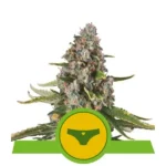 Sherbet Queen Auto Autoflower By Royal Queen Seeds