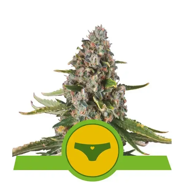 sherbet-queen-auto-3-seeds-1.webp Sherbet Queen Auto Autoflower By Royal Queen Seeds - Image 1