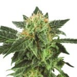 Short Rider Auto Autoflower By Nirvana
