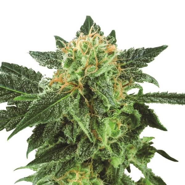 short-rider-auto-5-seeds.jpg Short Rider Auto Autoflower By Nirvana - Image 1