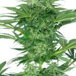 Skunk Dream Cbd Feminized By Sensi Seeds