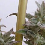 Sologerol Cbg Auto Autoflower By Elite Seeds