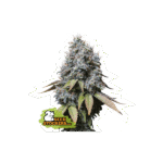 Sour Diesel Feminized By Seedstockers
