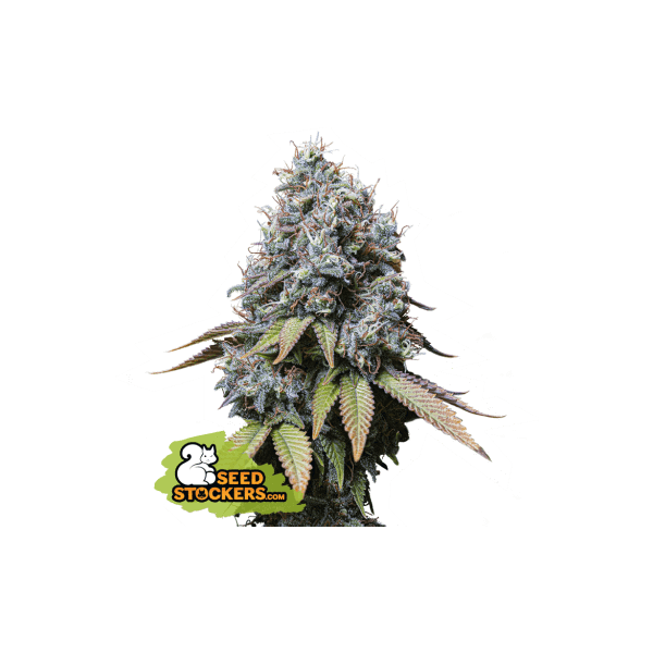 sour-diesel-3-seeds.png Sour Diesel Feminized By Seedstockers - Image 1