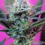 + Speed Auto From Sweet Seeds Autoflower By Sweet Seeds