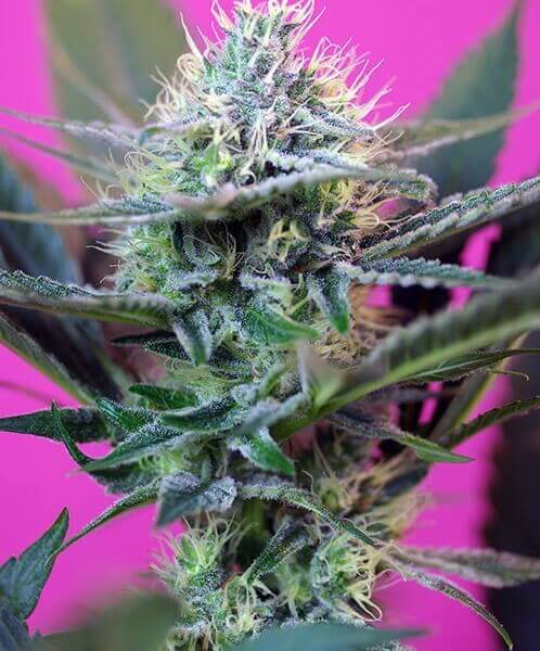 speed-auto-from-sweet-seeds-3-seeds-1-free-seed.jpg + Speed Auto From Sweet Seeds Autoflower By Sweet Seeds - Image 1