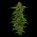 Squirt Feminized By Humboldt Seed Company