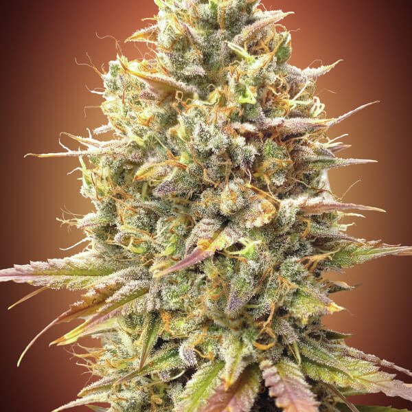 strawberry-banana-auto-1-seed.jpg Strawberry Banana Auto Autoflower By Advanced Seeds - Image 1