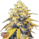 Strawberry Cake Auto Autoflower By Heavyweight Seeds