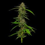 Strawberry Cheesecake Feminized By Humboldt Seed Company