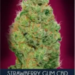 Strawberry Gum Cbd Feminized By Advanced Seeds