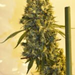 Strawberry Mist Feminized By Old School Genetics