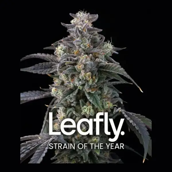 super-boof-3-seeds Super Boof Feminized By Barneys Farm - Image 1