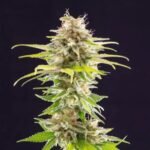 Super Og Kush Feminized By Kannabia