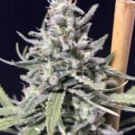 Super Skunk Thunderstorm Autoflower By R-Kiem Seeds