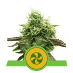 Sweet Zz Auto Autoflower By Royal Queen Seeds