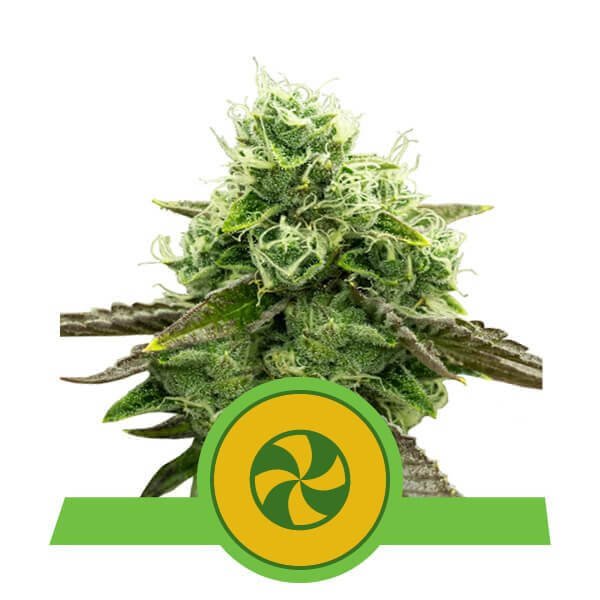 sweet-zz-auto-3-seeds.jpg Sweet Zz Auto Autoflower By Royal Queen Seeds - Image 1