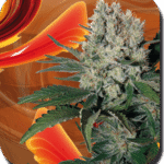 Syrup Autoflower By Buddha Seeds