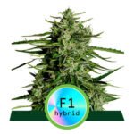 Titan F1 Auto Autoflower By Royal Queen Seeds