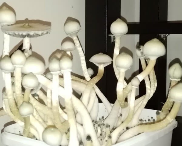 treasure-coast-albino-magic-mushroom-growkit-1200ml.jpg Treasure Coast Albino Magic Mushroom Growkit - Image 1