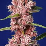 Tropicanna Poison F1 Fast Version Feminized By Sweet Seeds