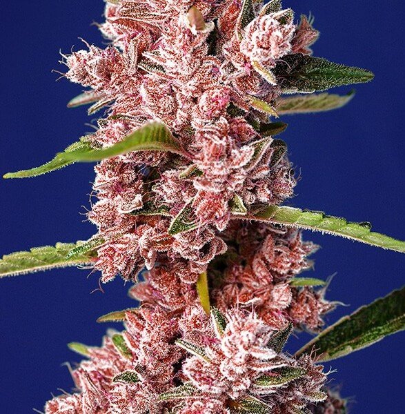 tropicanna-poison-f1-fast-version-3-seeds-1-free-seed.jpg Tropicanna Poison F1 Fast Version Feminized By Sweet Seeds - Image 1